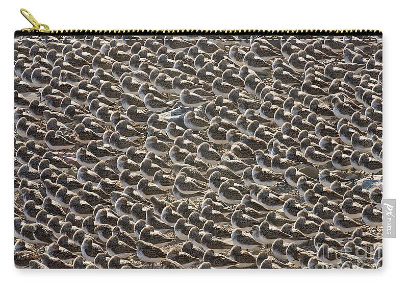 00536652 Carry-all Pouch featuring the photograph Semipalmated Sandpipers Sleeping by Yva Momatiuk John Eastcott