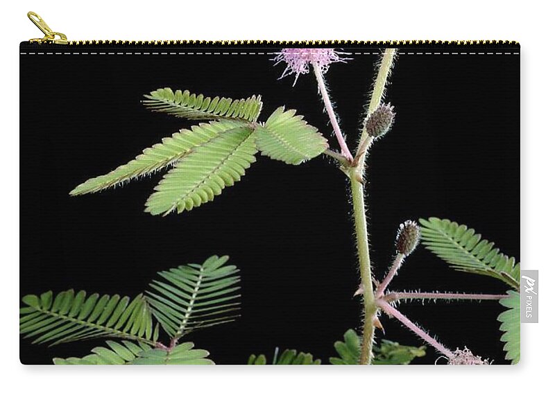 Angiosperm Zip Pouch featuring the photograph Sensitive Plant by Perennou Nuridsany