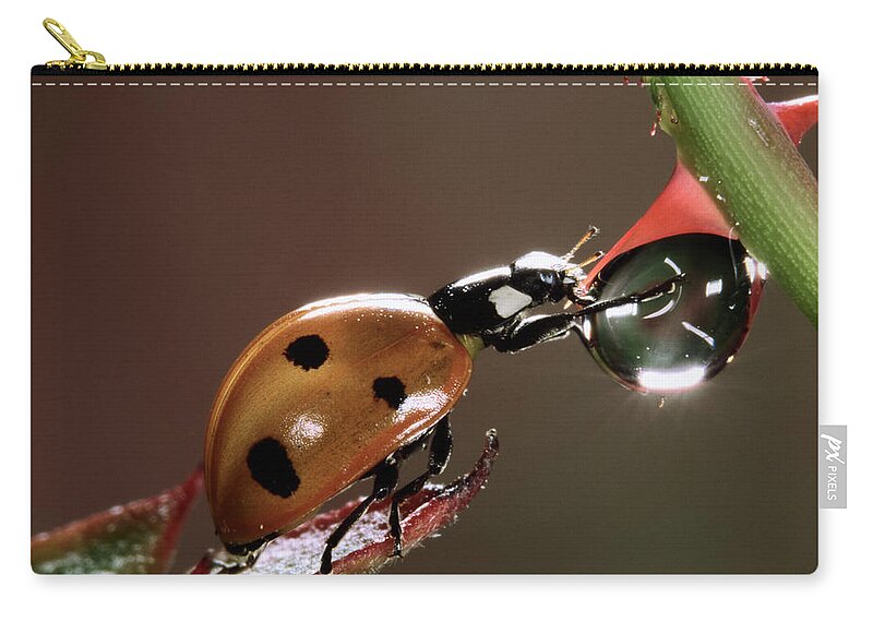 Nis Carry-all Pouch featuring the photograph Seven-spotted Ladybird Drinking by Jef Meul