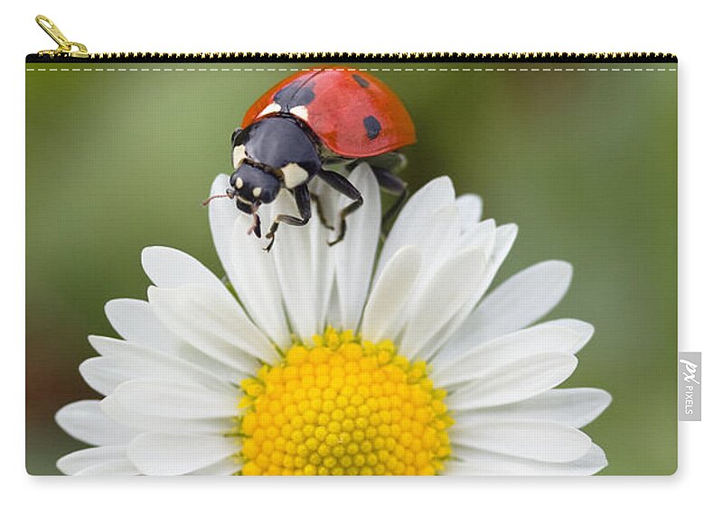 Feb0514 Zip Pouch featuring the photograph Seven-spotted Ladybird On Common Daisy by Konrad Wothe