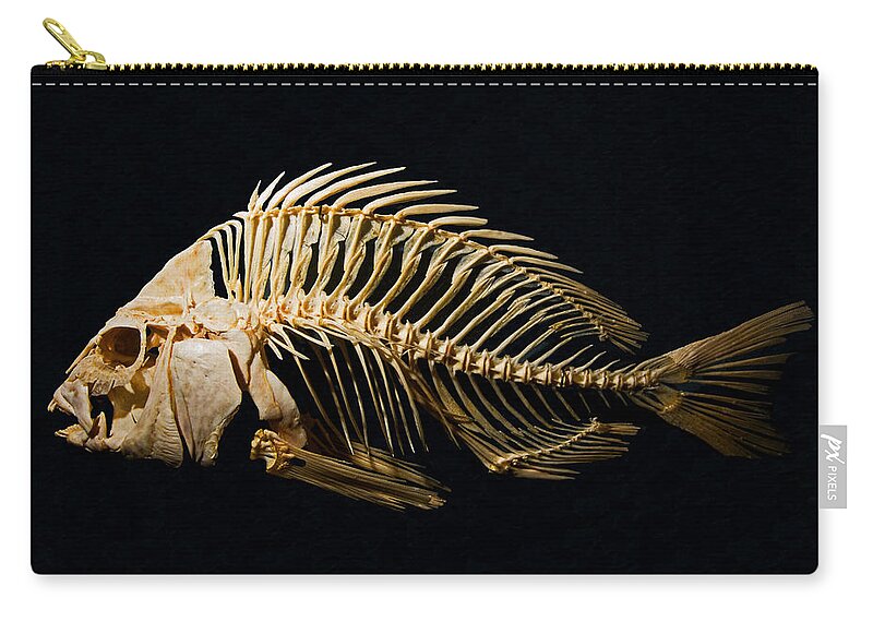 Animal Zip Pouch featuring the photograph Sheepshead Fish Skeleton by Millard H. Sharp