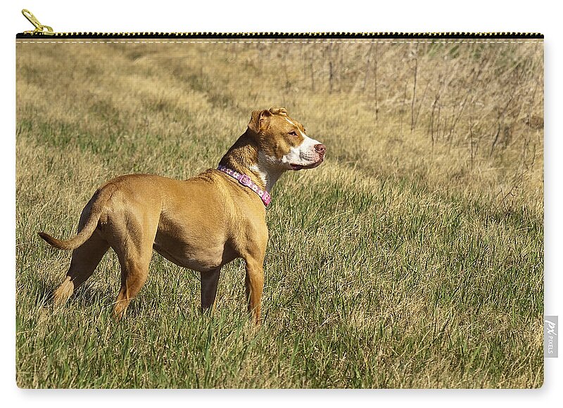 Female Pit Bull Dog Zip Pouch featuring the photograph Shelby Who Sees All by Thomas Young