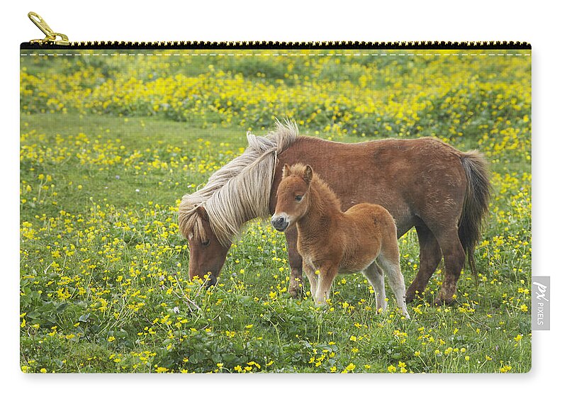 Flpa Zip Pouch featuring the photograph Shetland Pony Foal In Marsh Marigold by Bill Coster