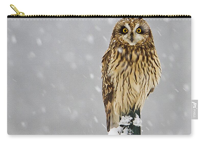 Short Eared Owl Zip Pouch featuring the photograph Short Eared Owl Perched in Snow Storm by John Vose