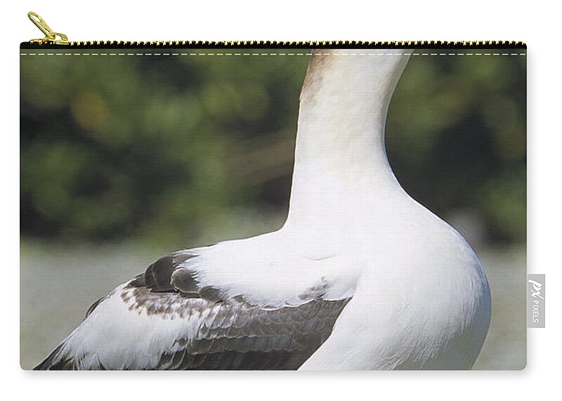 Feb0514 Zip Pouch featuring the photograph Short-tailed Albatross Lone Female by Tui De Roy