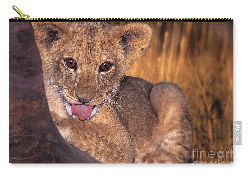 African Lion Zip Pouch featuring the photograph Shy African Lion Cub Wildlife Rescue by Dave Welling