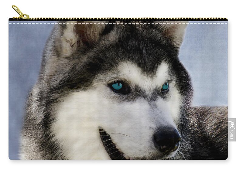 Siberian Zip Pouch featuring the photograph Siberian Husky by Linsey Williams