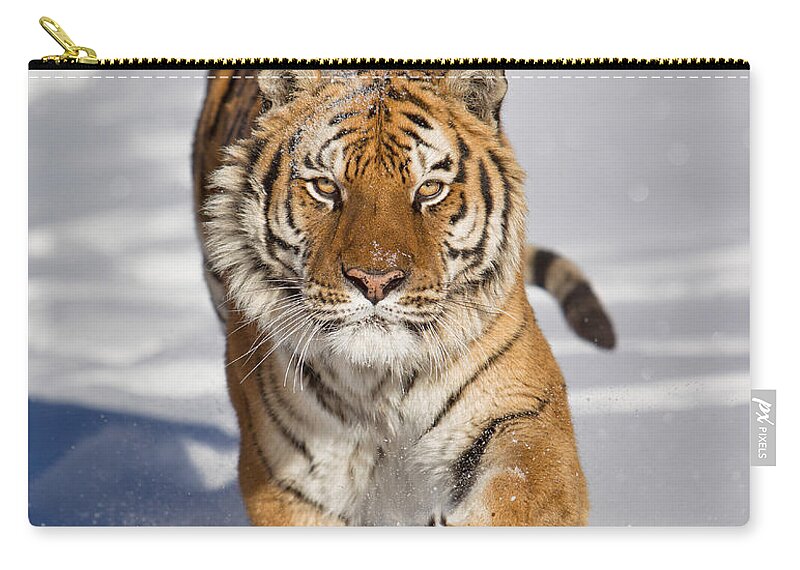 Siberian Tiger Zip Pouch featuring the photograph Siberian Tiger coming Forward by Jerry Fornarotto