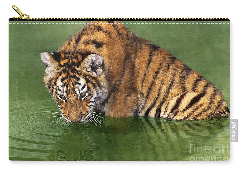 Siberian Tiger Carry-all Pouch featuring the photograph Siberian Tiger Cub in Pond Endangered Species Wildlife Rescue by Dave Welling