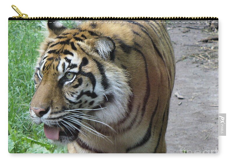 Animal Zip Pouch featuring the photograph Siberian Tiger by Lingfai Leung