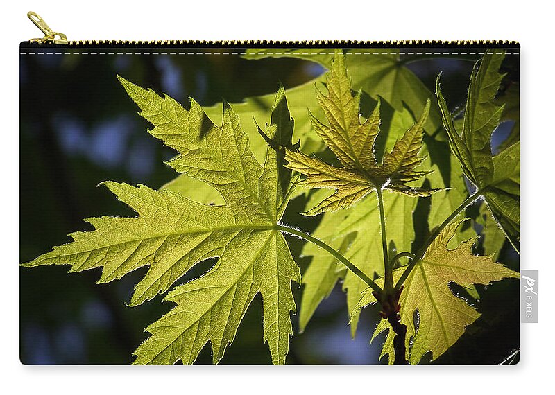 Colorful Carry-all Pouch featuring the photograph Silver Maple by Ernie Echols