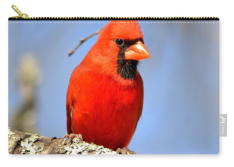 Bird Zip Pouch featuring the photograph Simply Red by Deena Stoddard