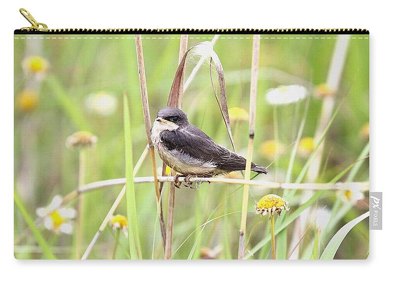 Eastern Kingsbird Zip Pouch featuring the photograph Sitin' Pretty by Elizabeth Winter