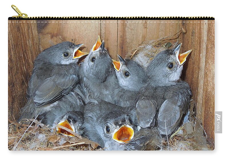 Bird Zip Pouch featuring the photograph Six Hungry Mouths by Renee Trenholm