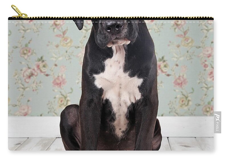Pets Zip Pouch featuring the photograph Small Black Go Looking At Camera by Retales Botijero
