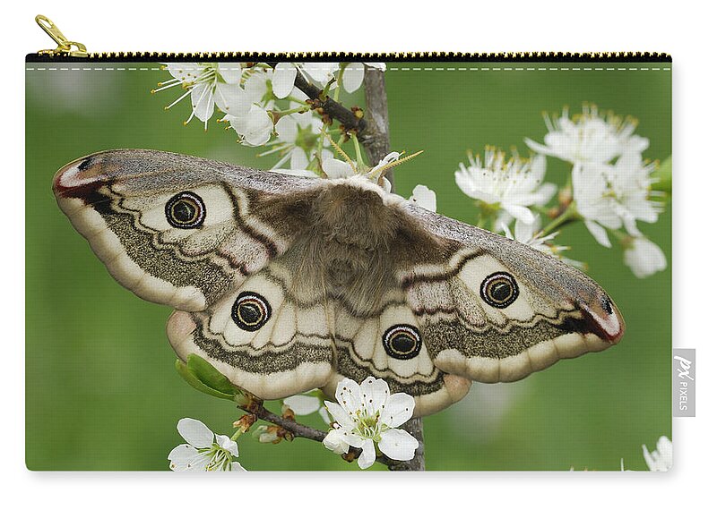 Feb0514 Zip Pouch featuring the photograph Small Emperor Moth Female Switzerland by Thomas Marent