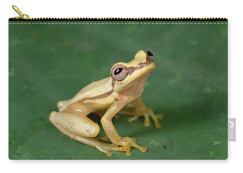 Feb0514 Zip Pouch featuring the photograph Snouted Treefrog Galapagos by Mark Moffett