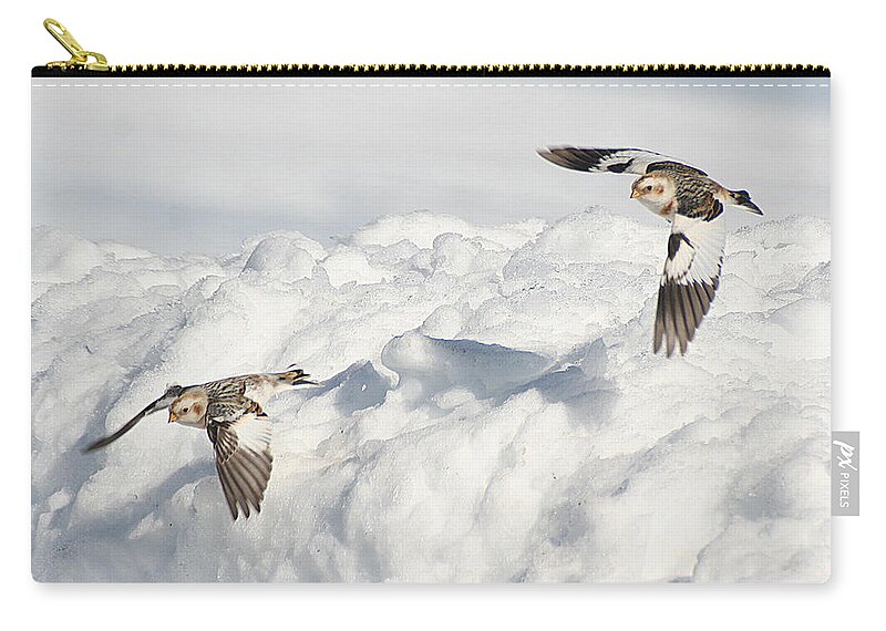 Wildlife Zip Pouch featuring the photograph Snow Buntings in Flight by William Selander