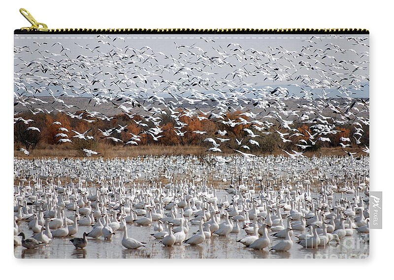 Snow Geese Zip Pouch featuring the photograph Snow Geese No.4 by John Greco