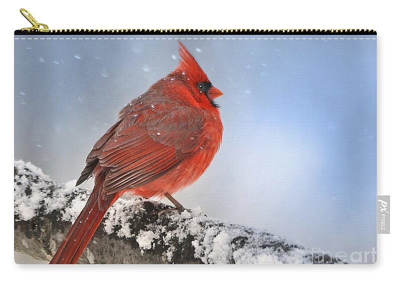 (1st Place Contest Winner In 'favorite Snow Scenes)    Nava Thompson Zip Pouch featuring the photograph Snowing on Red Cardinal by Nava Thompson