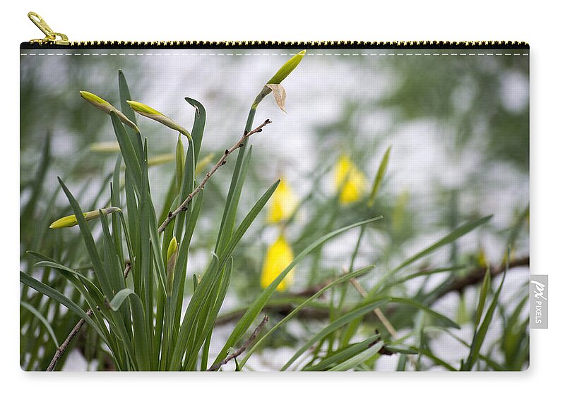 Daffodils Zip Pouch featuring the photograph Snowy Daffodils by Spikey Mouse Photography