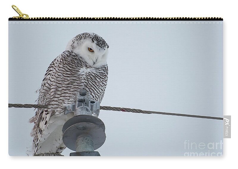 Owl Zip Pouch featuring the photograph Snowy Owl by Bianca Nadeau