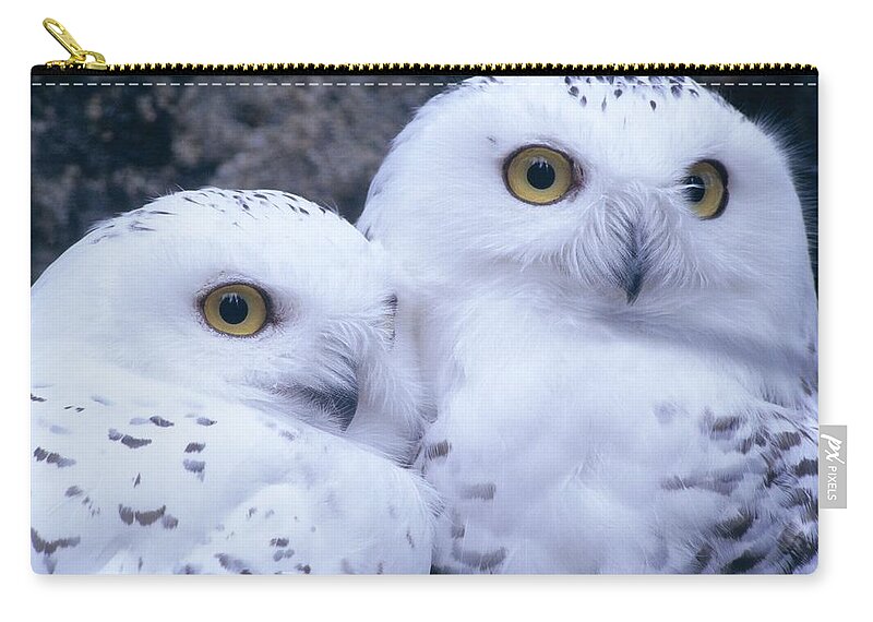Snowy Owls Zip Pouch featuring the photograph Snowy Owls by Paal Hermansen