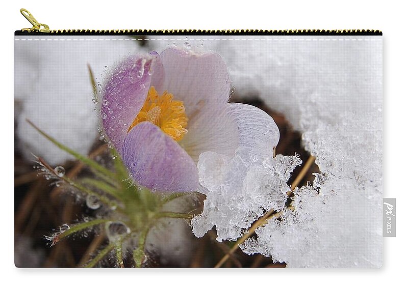 Dakota Zip Pouch featuring the photograph Snowy Pasqueflower by Greni Graph