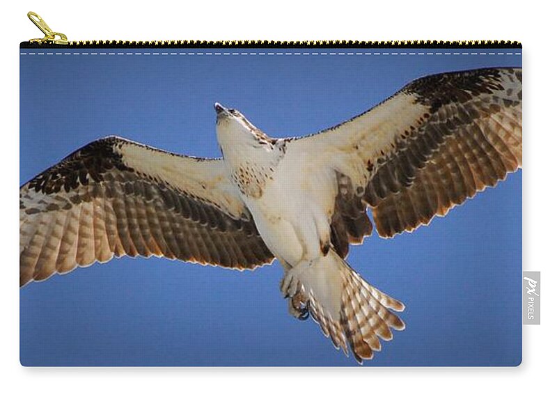 Osprey Zip Pouch featuring the photograph Soaring Away by Quinn Sedam