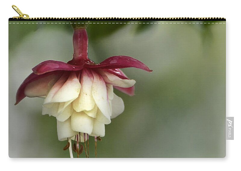 Fuchsia Zip Pouch featuring the photograph Softly Hanging by Ann Bridges
