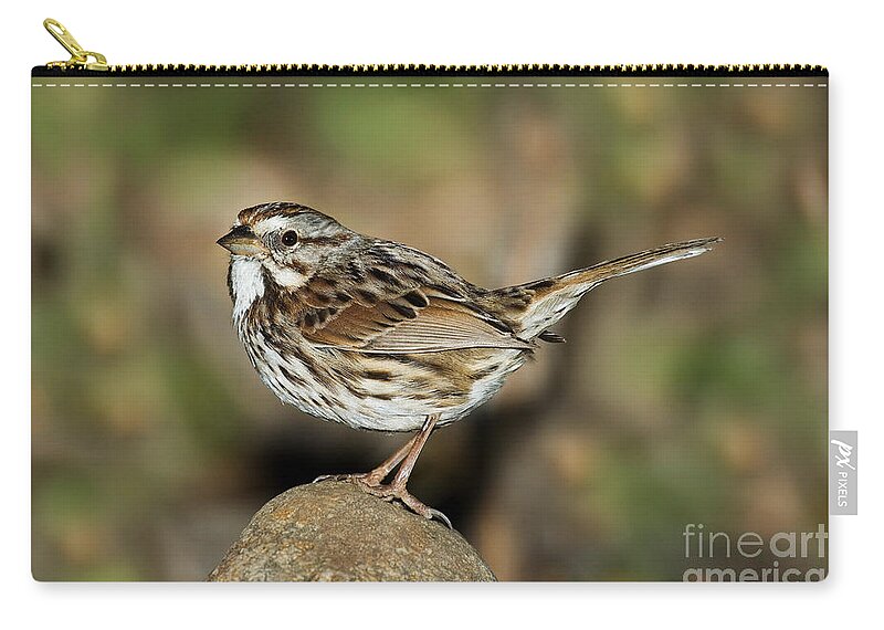 Song Sparrow Zip Pouch featuring the photograph Song Sparrow by Anthony Mercieca