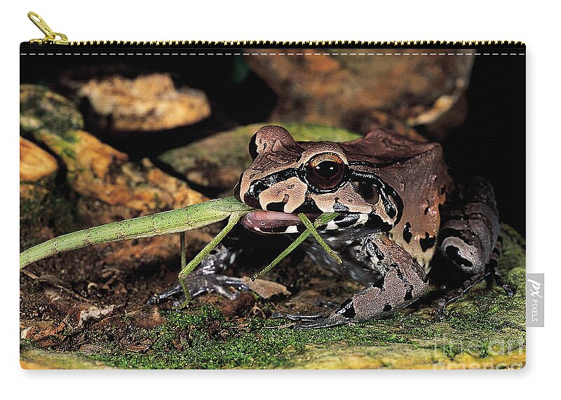 Amphibian Zip Pouch featuring the photograph South American Bullfrog by Art Wolfe