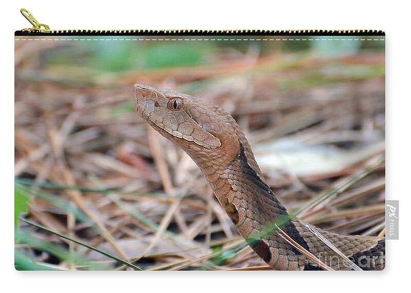 Snake Zip Pouch featuring the photograph Southern Copperhead by Kathy Baccari