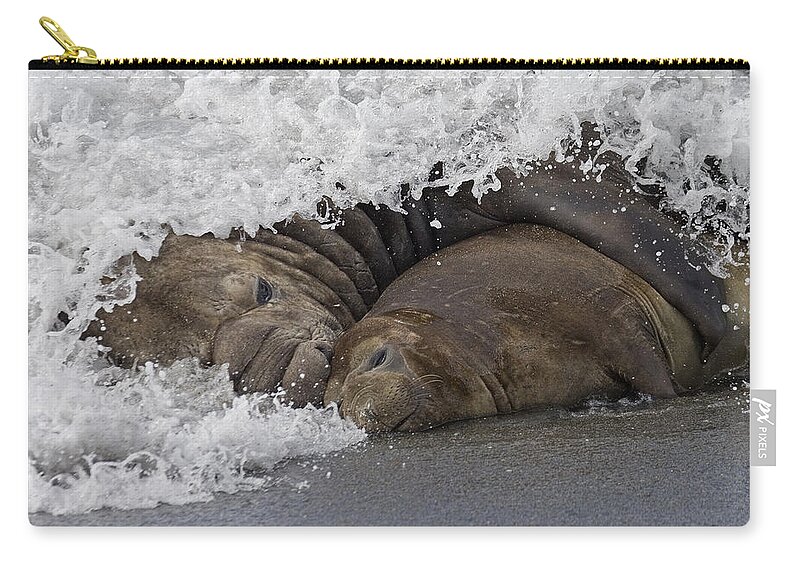 Flpa Zip Pouch featuring the photograph Southern Elephant Seal Embracing by Roger Tidman