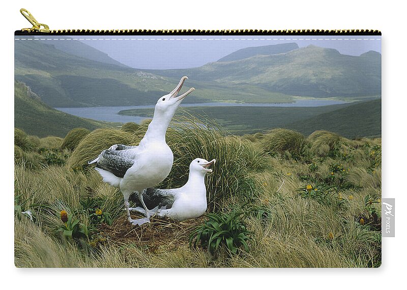 Feb0514 Carry-all Pouch featuring the photograph Southern Royal Albatrosses At Nest by Konrad Wothe