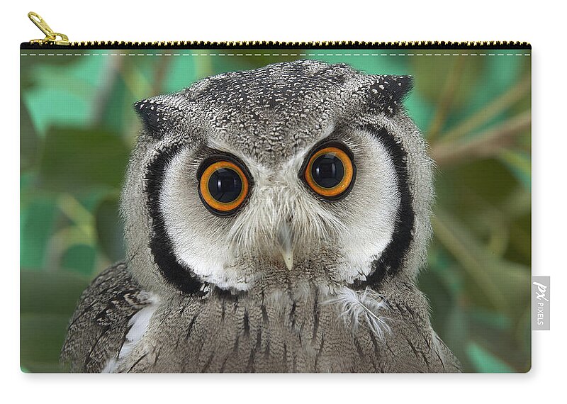 Feb0514 Zip Pouch featuring the photograph Southern White-faced Owl Portrait by San Diego Zoo