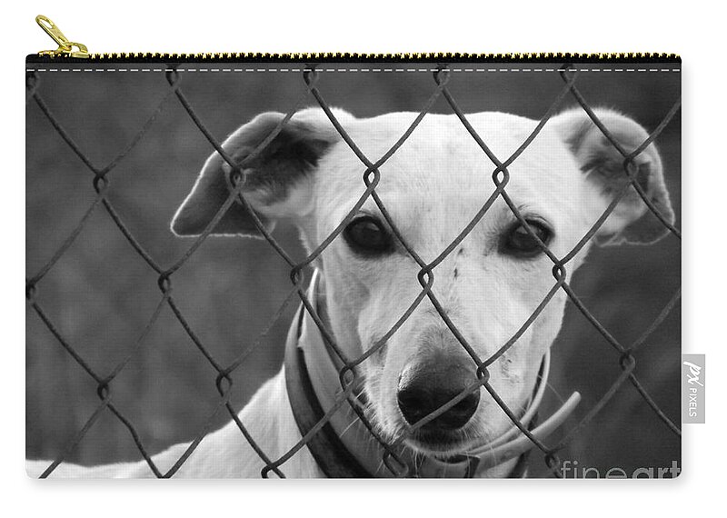 Galgo Zip Pouch featuring the photograph Spanish Galgo by Clare Bevan