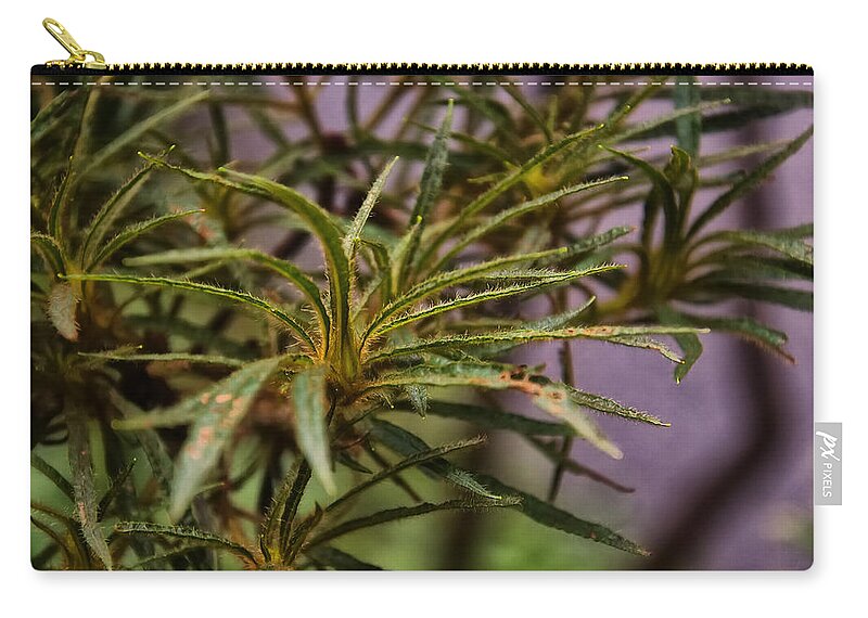 Hairy Leaves Zip Pouch featuring the photograph Spider Azalea by Flees Photos