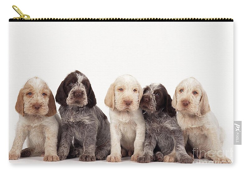 Dog Carry-all Pouch featuring the photograph Spinone Puppy Dogs by John Daniels