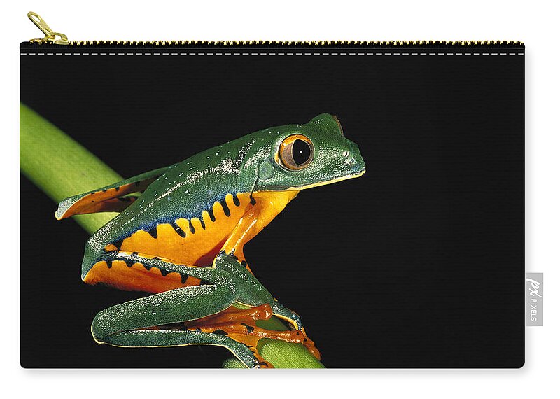 00217049 Zip Pouch featuring the photograph Splendid Leaf Frog Ecuador by Pete Oxford