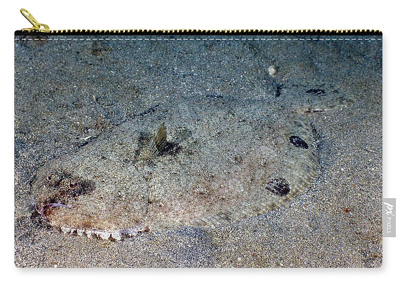 Spotfin Flounder Zip Pouch featuring the photograph Spotfin Flounder Cyclopsetta Fimbriata by Andrew J. Martinez