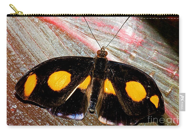 Nature Zip Pouch featuring the photograph Spotted Grecian Shoemaker Butterfly by Millard H. Sharp