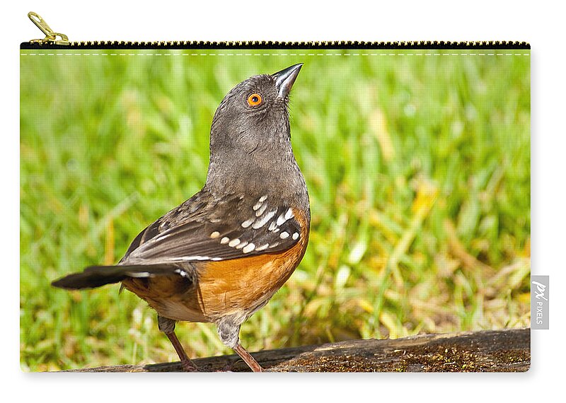 Animal Carry-all Pouch featuring the photograph Spotted Towhee Looking Up by Jeff Goulden