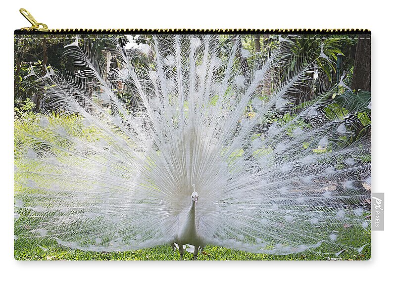 Peacock Zip Pouch featuring the photograph Spreading Peacock Display by Kenneth Albin