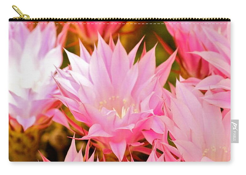 Pink Zip Pouch featuring the photograph Spring Cactus by Michael Cinnamond