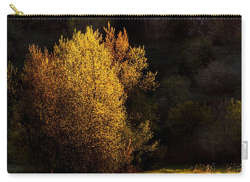 Trees Carry-all Pouch featuring the photograph Spring Light by Thomas Young