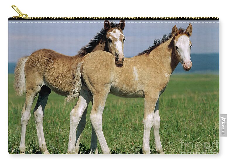 00340173 Zip Pouch featuring the photograph Spring Mustang Foals by Yva Momatiuk John Eastcott