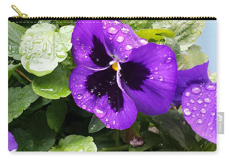 Flowers Zip Pouch featuring the photograph Spring Rain on Pansies by Lynn Hansen