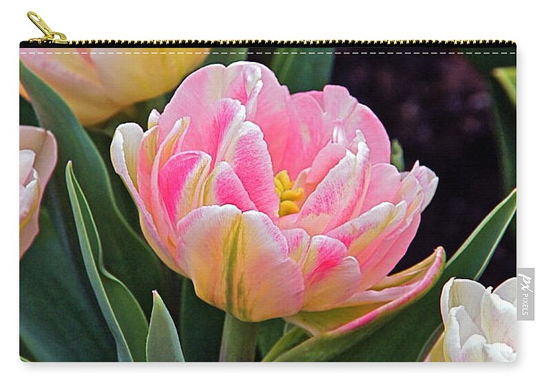 Parrot Tulips Zip Pouch featuring the photograph Springtime Sprites -- Parrot Tulips by Byron Varvarigos