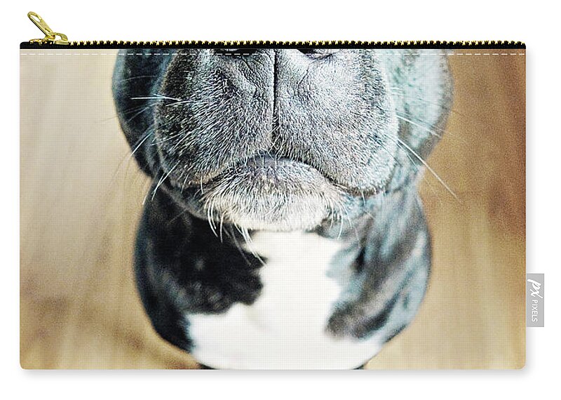 Pets Zip Pouch featuring the photograph Staffordshire Bull Terrier by Michelle Mcmahon